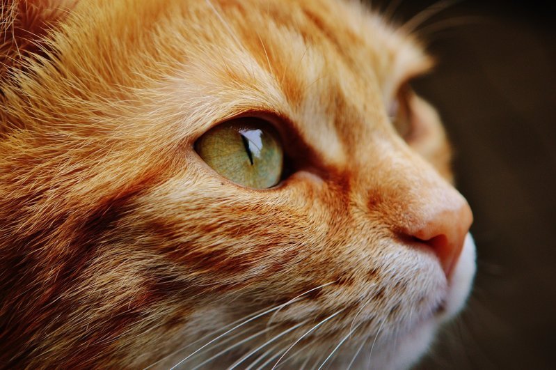 Вредные привычки кошек, которые мы сами воспитываем