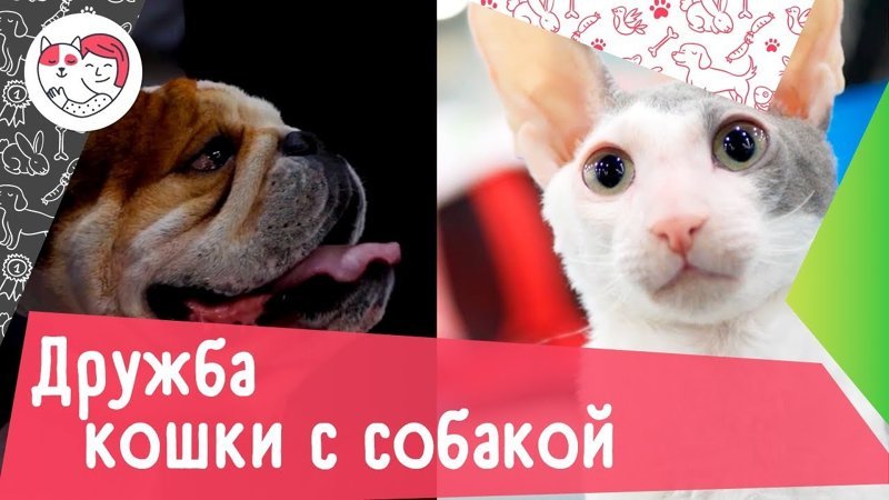 Как подружить кошку с собакой: 5 советов