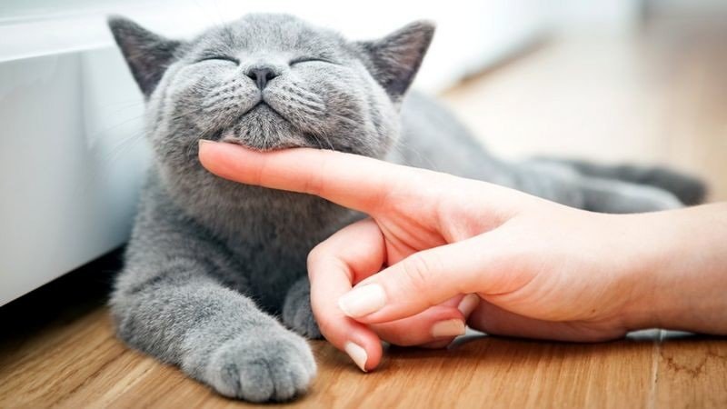 Почему кошка царапает мебель и как с этим бороться