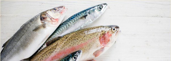 Вкусовые качества и полезные свойства белой рыбы для здоровья