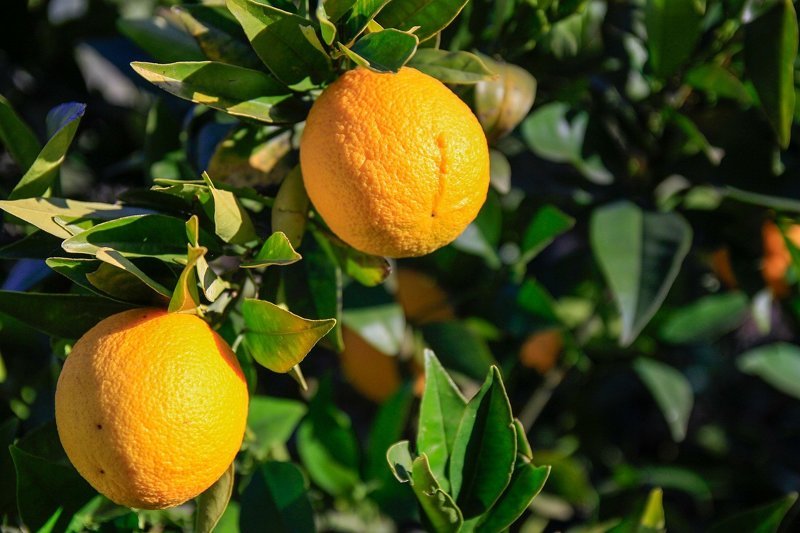 Пять продуктов, которые улучшают работоспособность