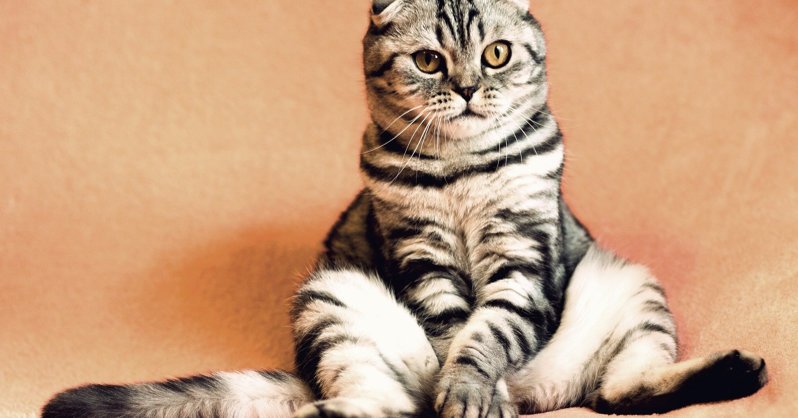7 странных привычек, которые есть у каждого кота