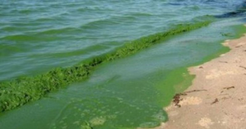Почему для здоровья вредно купаться в «цветущей» воде
