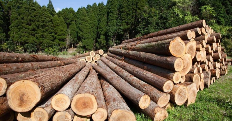 В мире ощущается острый дефицит древесины