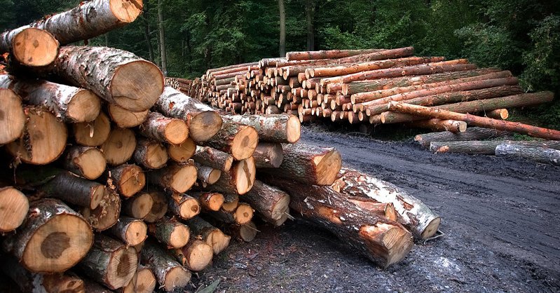 Мировые банки уличили в поддержке уничтожения лесов
