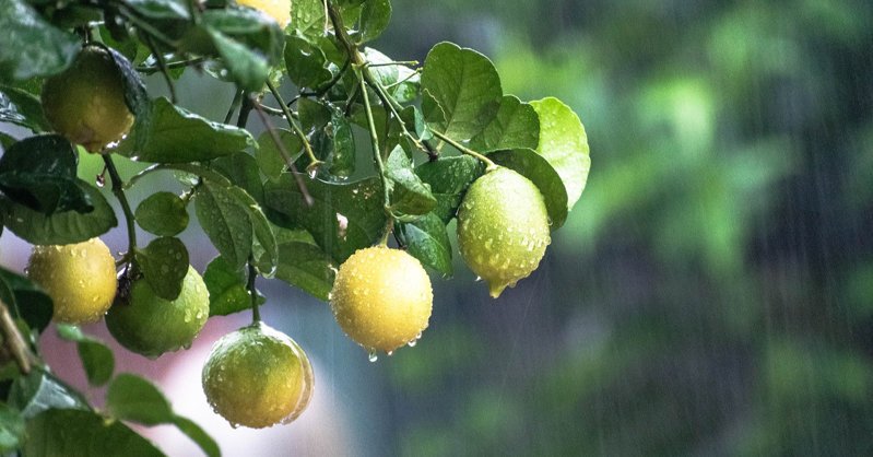 Растения для кухни: топ-6 красивых и неприхотливых