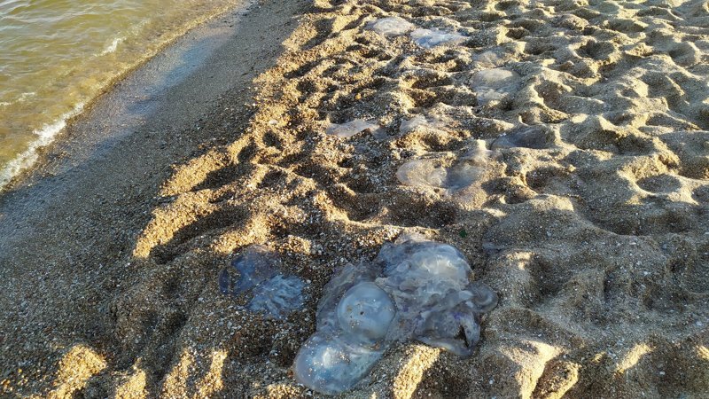В Неваде нашли останки гигантского "морского дракона"
