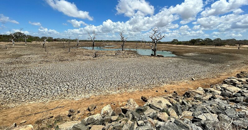El Niño усиливается: рис и пальмовое масло могут запустить новую волну роста цен на продукты